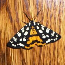 Image result for Vangueria proschii