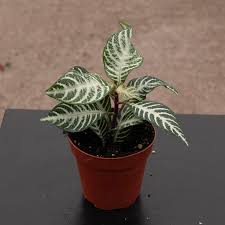 Image result for Xerophyta squarrosa