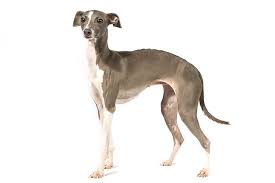 For size measurements, colors and fabric details, see the pictures or contact me before buying. Italian Greyhound Dog Breed Information