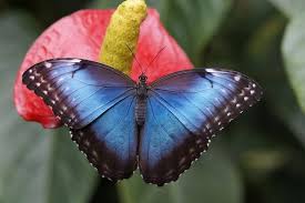 Happiness might be around he corner. Black And Blue Butterfly Meaning What Does Symbolize Answered