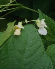 Image result for Pleurolobus salicifolius