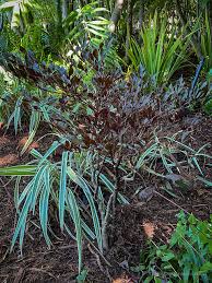 Image result for Rourea coccinea