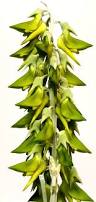 Image result for Crotalaria incompta
