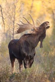 Bull Moose Animals Moose Pictures Bull Moose