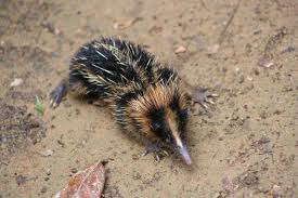 A Lowland Streaked Tenrec It Grows Up To 19cm In Length And Lives In Groups Of 15 Or More Madagascar Animals Animals Animal Species