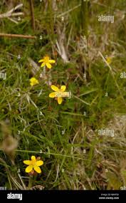 Image result for Hypericum aethiopicum