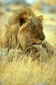 A Handsome Young African Male Lion Resting In The Golden Savanna Grass Lion Africa Cute Animals Animals