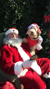 Max Welsh The Goldendoodle With Santa Fluffy Puppies Goldendoodle Meet Santa