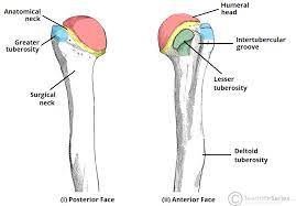 The Humerus Proximal Shaft Distal Teachmeanatomy