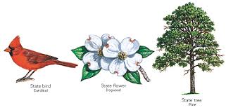 North Carolina Bird Flower And Tree Painting Inspiration Painting Flowers