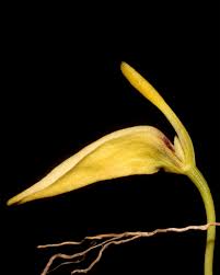 Image result for Bulbophyllum prorepens