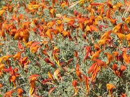 Image result for Lotus mlanjeanus