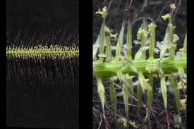 Image result for Perotis patens