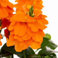 Image result for Crossandra puberula