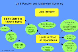 Lipid Matabolism