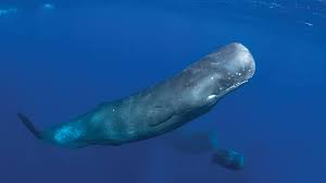 Fenomena paus sperma yang meledak paus yang meledak (exploding whale) atau tepatnya bangkai paus yang meledak. Paus Sperma Si Kepala Kotak Bergigi Besar Yang Semakin Rentan