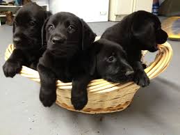 Black Lab Puppies Labrador Retriever Cachorros Adorables Labrador