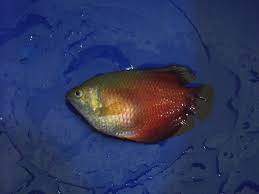 My Gourami Fish Has Swollen Up And Is Now Floating Sideways My Aquarium Club