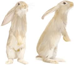 Cute Gray Rabbit Standing On His Feet Png Image Rabbit Png Rabbit Pictures Cute Small Dogs