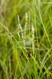 Image result for Polygala capillaris