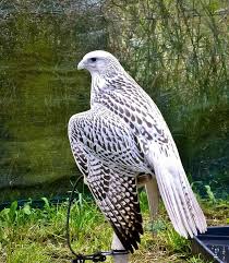 Birds Of Prey Free Movie Reddit Majestic Gyrfalcon Credit Lisa Long Https Ift Tt 3283nj6 Birds Of Prey Bird Photo Hawk Bird