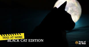 In fact, the cat goddess bastet was part black cat and part woman, illustrating just how much black cats meant to that society. Black Cats Facts And Superstitions Taste Of The Wild