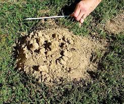 However, most likely, they are pests you're ready to. How To Get Rid Of Moles In The Garden Humanely Predator Guard Predator Deterrents And Repellents