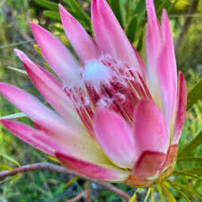 Image result for Protea micans