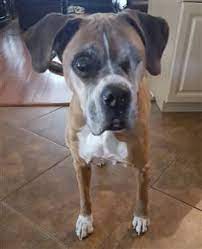 Oldest Living Boxer Dogs Stats
