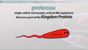 Image result for Protozoa