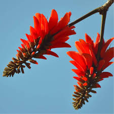 Image result for Erythrina × coddii