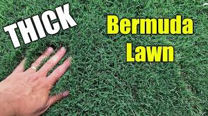 Check spelling or type a new query. Thick Bermuda Grass Lawn Youtube