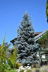 The baby blue eyes spruce fits that perfectly, and it doesn't become a giant tree. Baby Blue Eyes Spruce Trees Seattle Gov