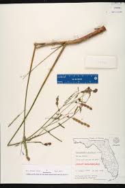 Image result for Aeschynomene leptophylla