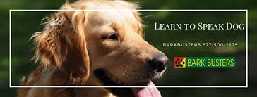 Dog training for a human aggressive dog in west springfield, va: Bark Busters Home Dog Training Lexington Home Facebook