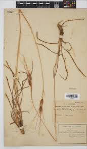 Image result for Tristachya