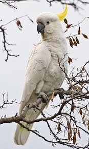 Sulphur Crested Cockatoo Australian Native Birds Pet Birds Australian Animals