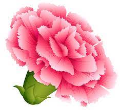 Pink Carnation Png Clipart Image Carnation Drawing Watercolor Flowers Paintings Botanical Flowers