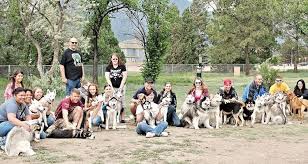Douglas county, castle rock, co id: North Star Siberian Husky Rescue Page Colorado Siberian Husky Rescue Dogs Of The World Siberian Husky