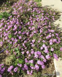 Image result for Lantana