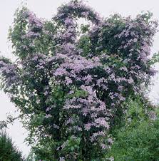 Sun to part shade, prefers will drained soil. Clematis Sunrise Clematis Montana Sunrise White Anemone Clematis Sunrise Plants Flowers 99roots Com