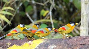 Bird watching, also known as birding, is observing birds for recreation purpose. Birds Of Malaysia Fraser S Hill Youtube