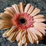 Image result for Gerbera viridifolia