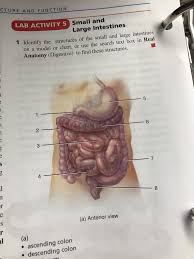 Exercise 34 Figure 34 8 Small Intestine And Large Intestine