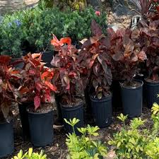 Image result for Acalypha fimbriata