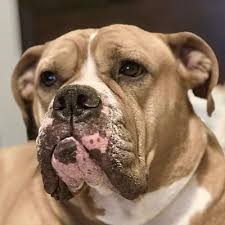 West highland, cairn, & scottish terrier dogs. Houston Tx English Bulldog Meet Brutus A Pet For Adoption