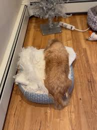 Image result for invalid dog wheelset