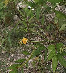 Image result for Senna occidentalis
