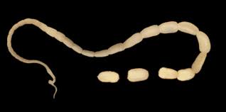 Sometimes rectal bleeding is noticed with a bowel movement. Tapeworm Mar Vista Animal Medical Center