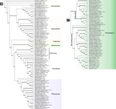 Image result for Pseudovigna